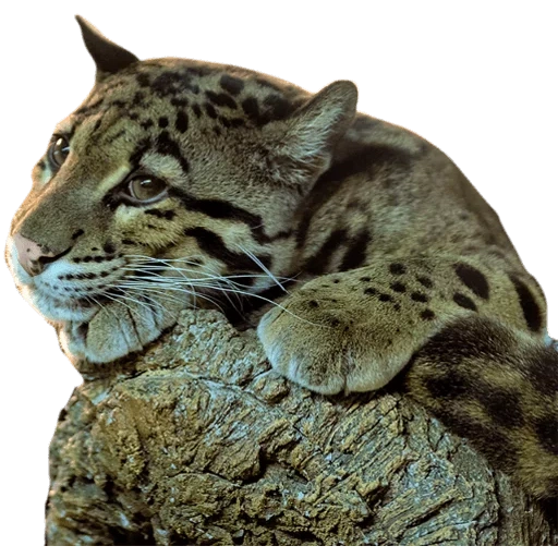 der luchs, der große luchs, der wolkenleopard, melanindegeneration des bewölkten leoparden, neofelis nebulosa