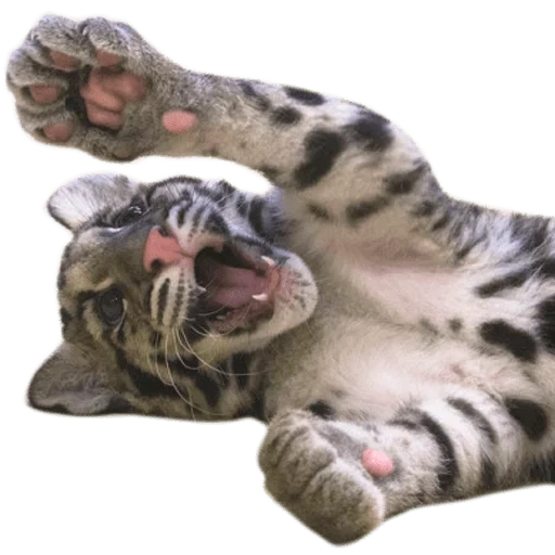 tiger, a lovely animal, clouded leopard, baby clouded leopard, clouded leopard milota