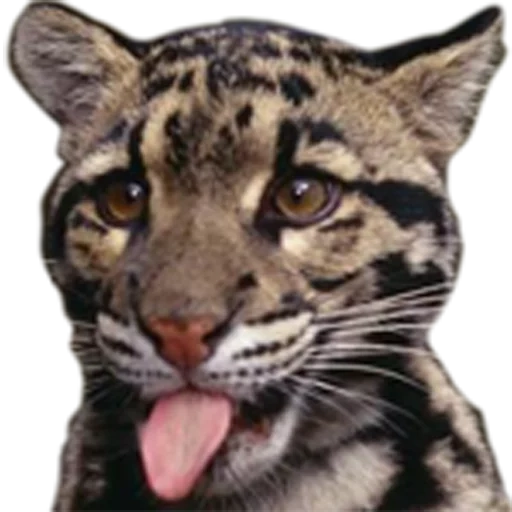 die wilde katze, der tierische tiger, der wolkenleopard, die katze wolke leopard, der wolkige leopard ist lustig
