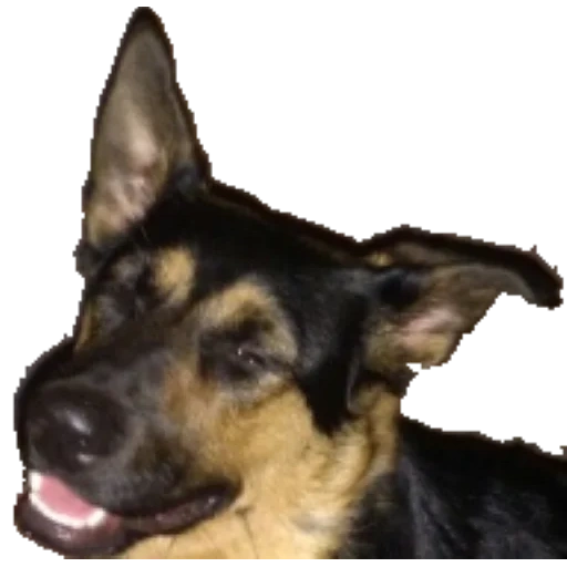 schäfer, deutscher schäferhund, deutscher schäferhund metis, der hirtenwelpe ist deutsch, deutscher schäferhund ist kein gewöhnlicher hintergrund