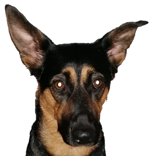 hund, schäfer, deutscher schäferhund, linda welpe shepherd, deutscher schäferhund metis