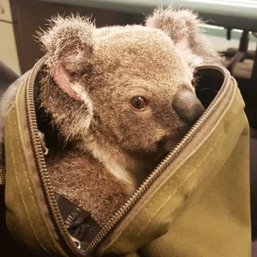 koala, sera, cubs carbone, gli animali sono carini, la borsa coala è animale