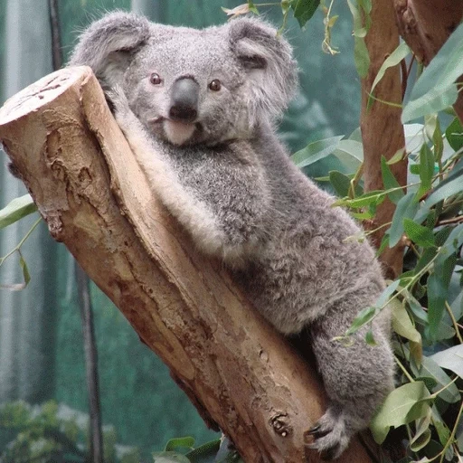 koala, bear coala, beara, animal de charbon, petits charbons