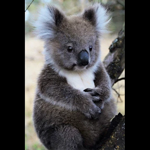 koala, charbons, animal de charbon, petits charbons, koala nain