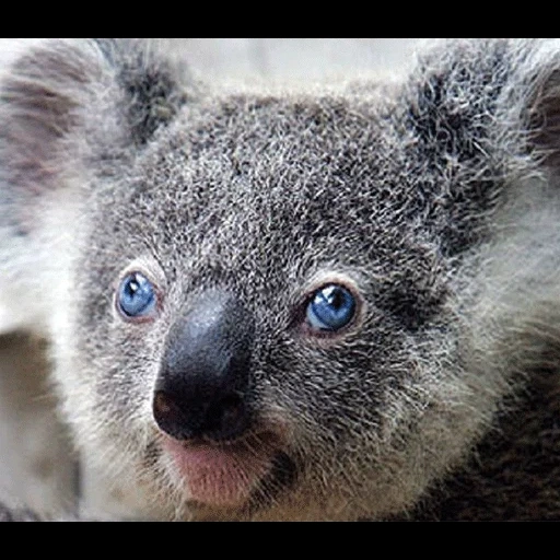 carboni, gatto, cubs carbone, animale di coala, koala con gli occhi blu
