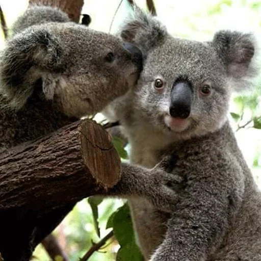 koala, cubs carbone, animale di coala, animali di koala, piccoli carboni