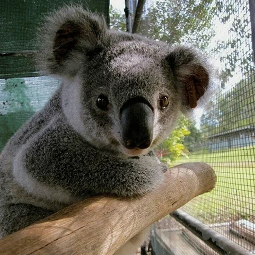 carboni, cubs carbone, animale di coala, carboni domestici, koala fatto in casa