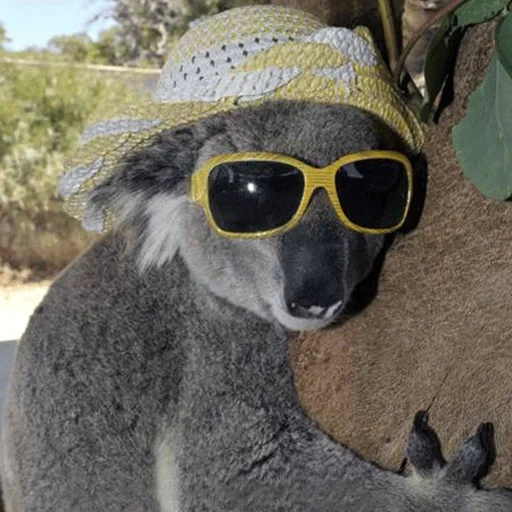 koala, plaisanter, humain, koala dans des lunettes, singe oksanka