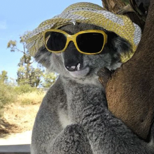 plaisanter, humain, joueur de koala, koala dans des lunettes, singe oksanka