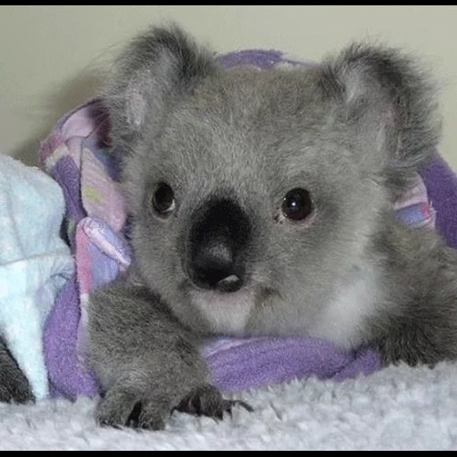 bébé koala, bear coala, charbons, animal de charbon, petit koala