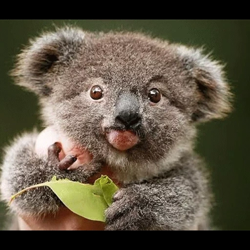 coal de los cachorros, animal de carbón, koala casero, pequeños animales, koala con síndrome de down