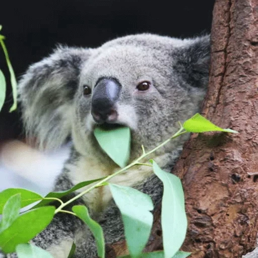 coala, animal de carbón, sorpresa de koala, loon pine coala, koala sorprendido por la hoja