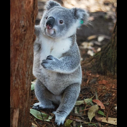 koala, charbons, animal de charbon, koala maison, petit koala