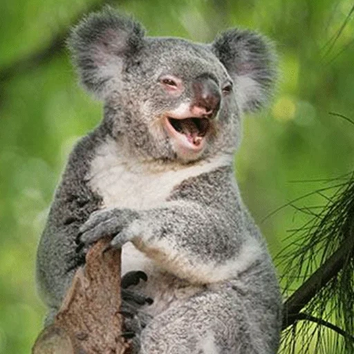 koala, batubara cubs, hewan koala, hewan coala, koala kecil yang mulia