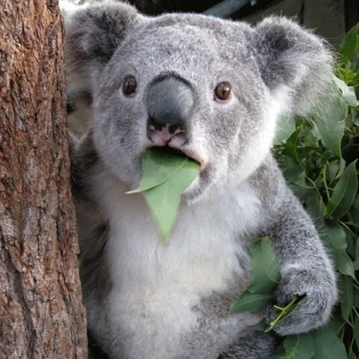коалы, животное коала, маленькая коала, удивленная коала, коала сумчатое животное