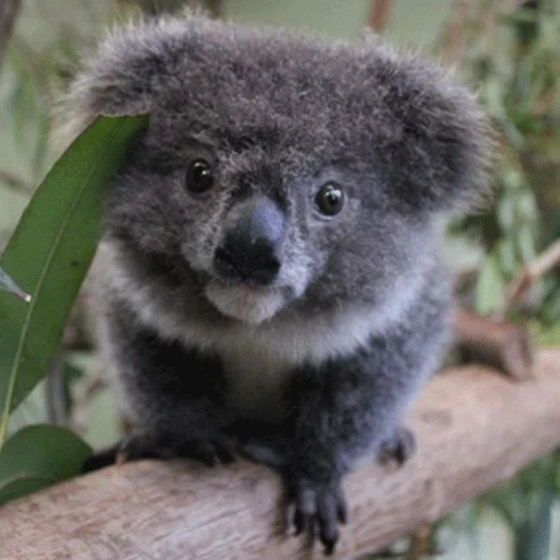 koala, batubara cubs, hewan coala, koala dwarf, koala adalah anak kecil