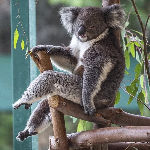 brasa, koala a una rama, árbol de koala, animales de koala, animal de carbón