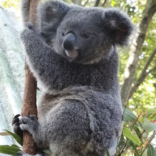 carboni, koala, koala rossa, animale di coala, piccoli carboni