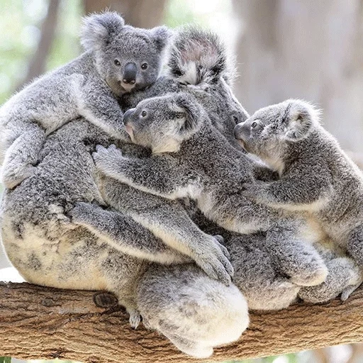 carvão, koala está dormindo, koala fêmea, cubs carvão, animal coala