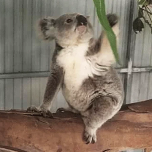 carboni, sono un koala, coda di koala, animale di coala, koala fatto in casa