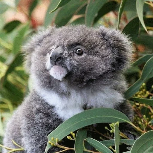 bébé koala, charbons, animal de charbon, petit koala, petits charbons