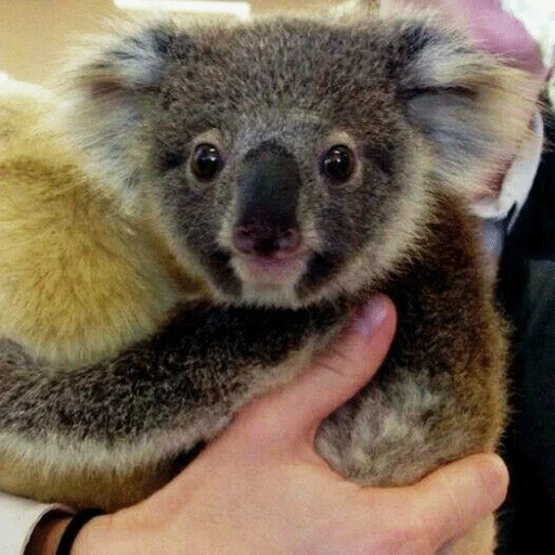 oso de carbón, coal de los cachorros, animal de carbón, koala casero, el recién nacido koala