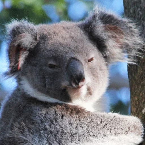 coala, coala, retrato de koala, animal de carbón, carbón de australia