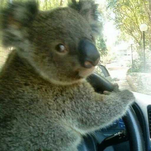koala, коала, коала животное, коала сумчатое животное, животные австралии коала