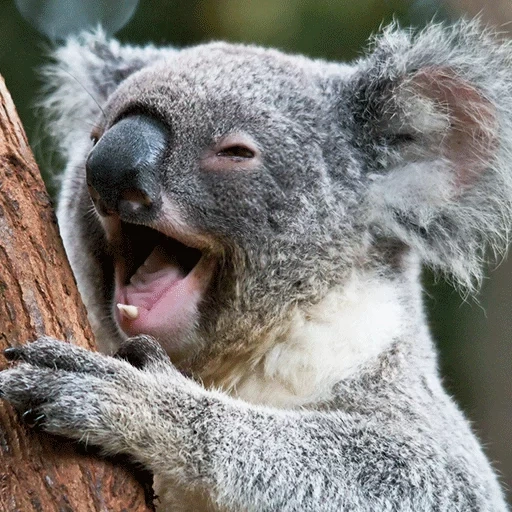 carvão, koala, vapor, animal coala, o esquadrão é coala marsupial