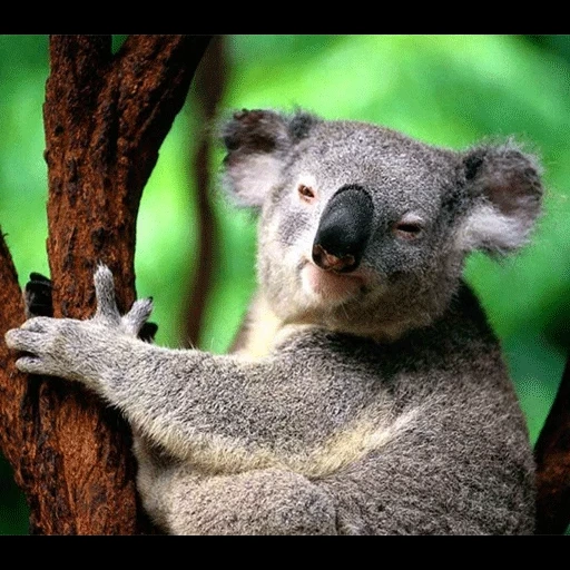 brasa, oso carbón, animal de carbón, pequeñas brasas, australia de koala australia