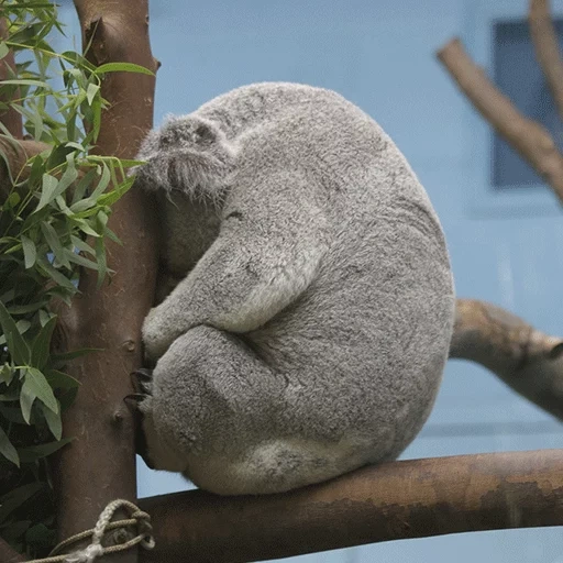 koala, koala, koala cong, gerador de meme, animais do zoo shenbrunn