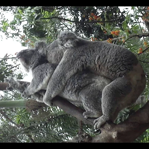koala, natura, animale, il koala, la stagione del matrimonio