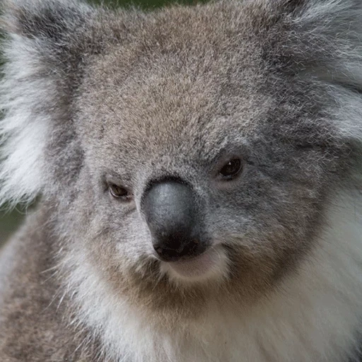 koala, koala, koala tueur, animal de charbon, mon totem animal koala