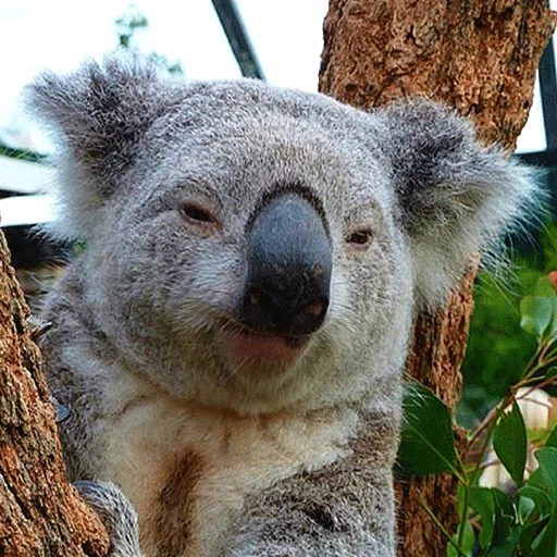 koala, koala, perruque, animal de charbon, mon totem animal koala