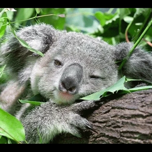 koala, profils, bear coala, animal de charbon, peter ilyich tchaikovsky