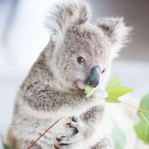 koala, bear coala, animal de charbon, esthétique koala, petits charbons