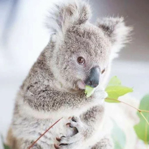 koala, bär coala, coala tier, koala ästhetik, kleine kohlen