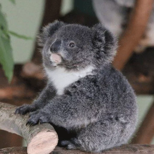 cubs carvão, animal coala, little koala, pequenas brasas, koala é um pequeno filhote