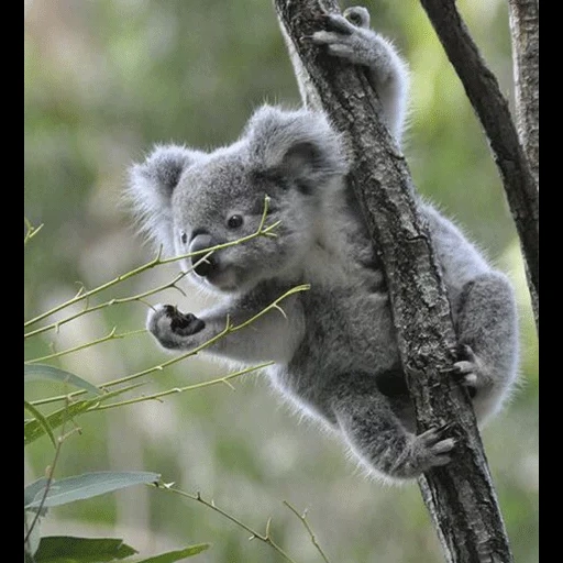 koala, raccoon coala, cubs carvão, animal coala, animais brancos de carvão