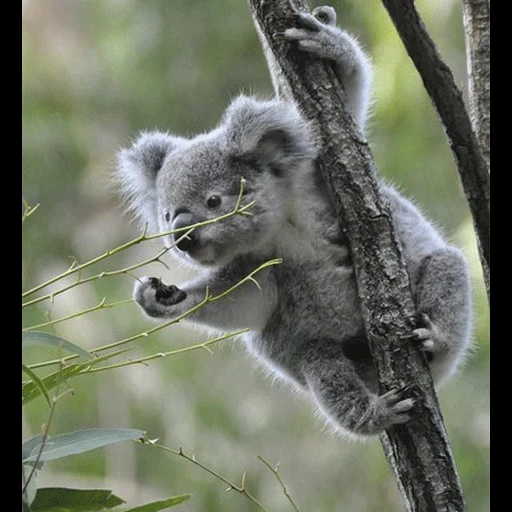 koala, raccoon coala, batubara cubs, hewan coala, batubara putih hewan