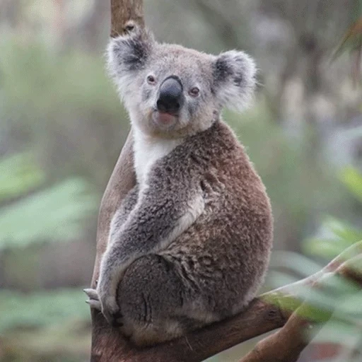 charbons, koala, animaux de koala, animal de charbon, animaux d'australie koala