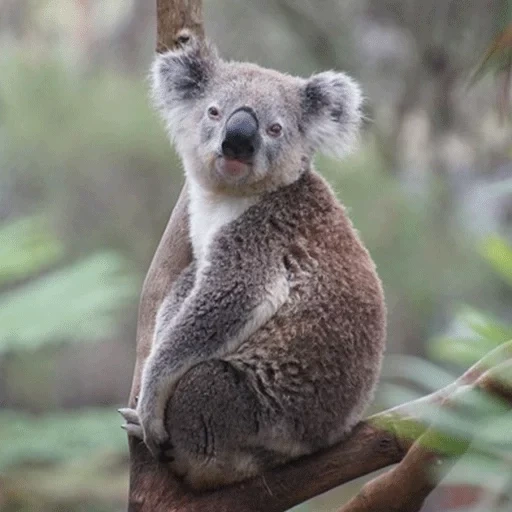 batu bara, koala, hewan koala, hewan coala, hewan australia koala