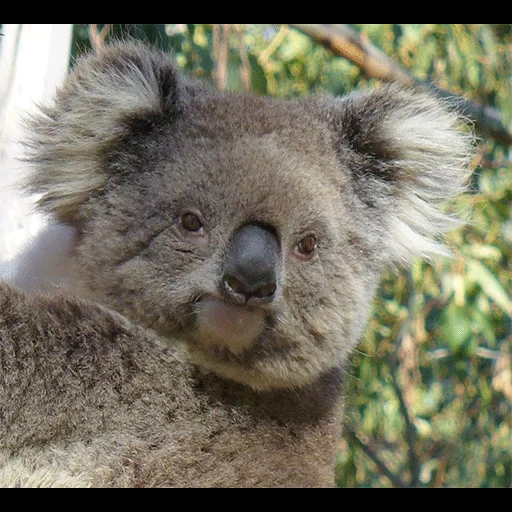 koala, koala, animal de charbon, coala bear sur le côté, mon totem animal koala