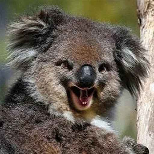 koala, коала, злая коала, животное коала, мое тотемное животное коала