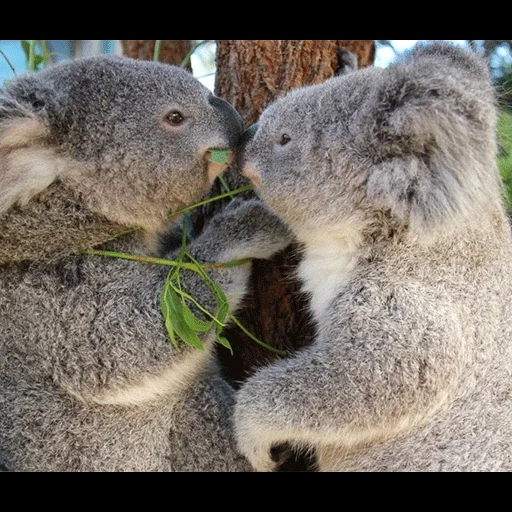koala, animale di coala, bacio dei carboni, carboni abbracciati, il mio animale totem koala