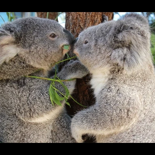 koala, hewan coala, batubara mencium, batubara pelukan, koala hewan totem saya