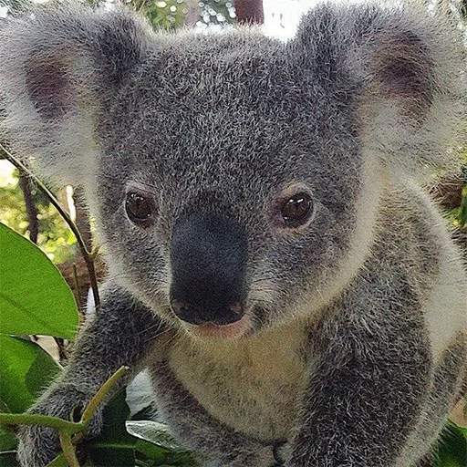 koala, bear coala, animal de charbon, koala japonais, koala représentant de la famille koalov