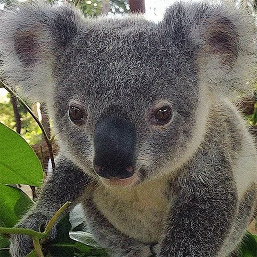 koala, bär coala, coala tier, japanische koala, koala vertreter der familie koalov