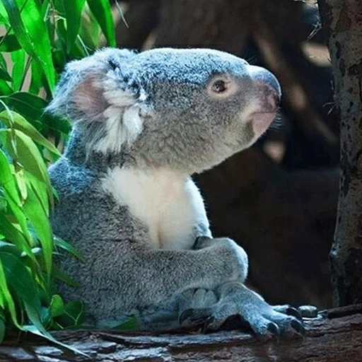 koala, koala, hewan coala, koala buatan sendiri, phascolarctos cinereus adustus