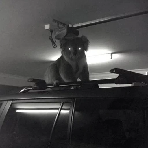 ténèbres, de loin, le koala, koala à la voiture, imprimé